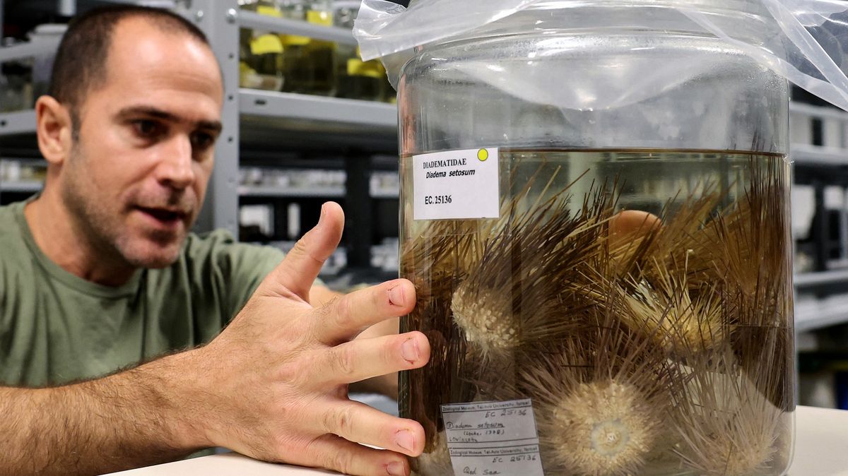 Fotky: Mořské ježky hubí záhadná nemoc, může způsobit pohromu